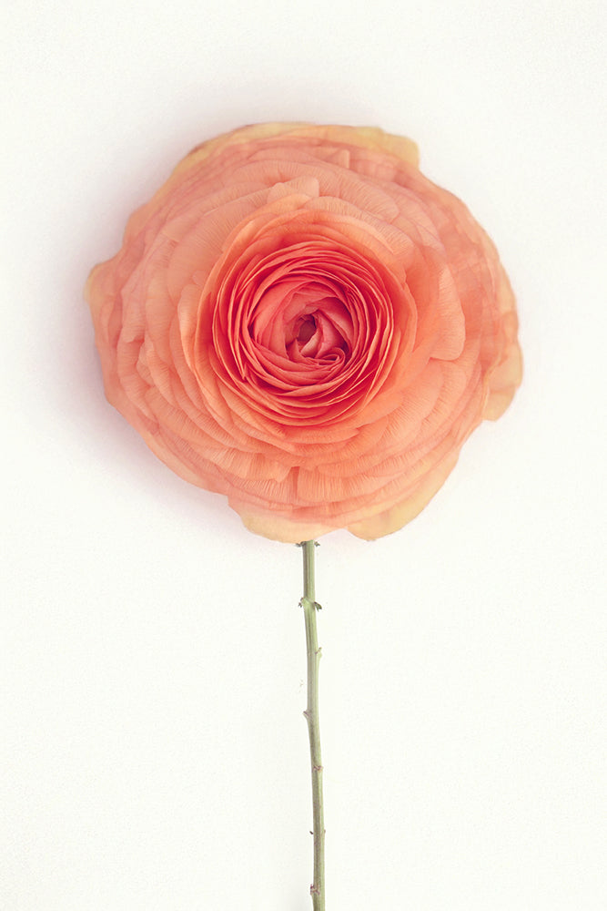 SOLO ORANGE RANUNCULUS