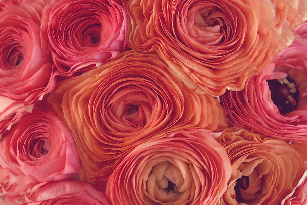 SPICEY RED LANDSCAPE