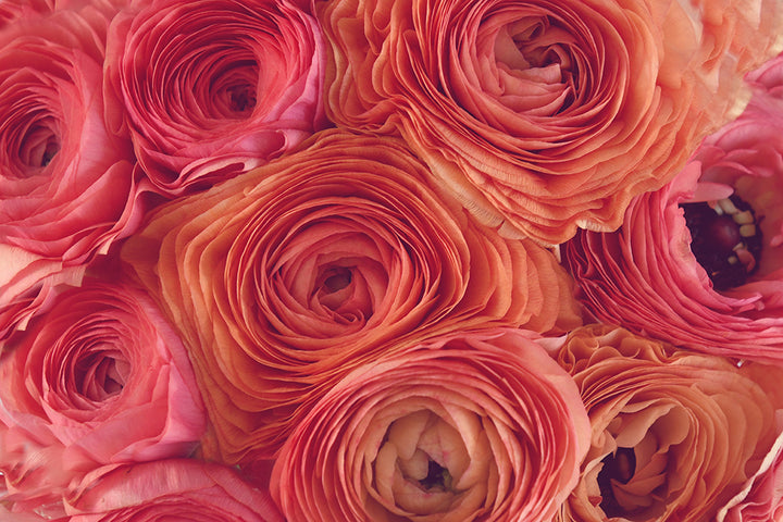 SPICEY RED LANDSCAPE