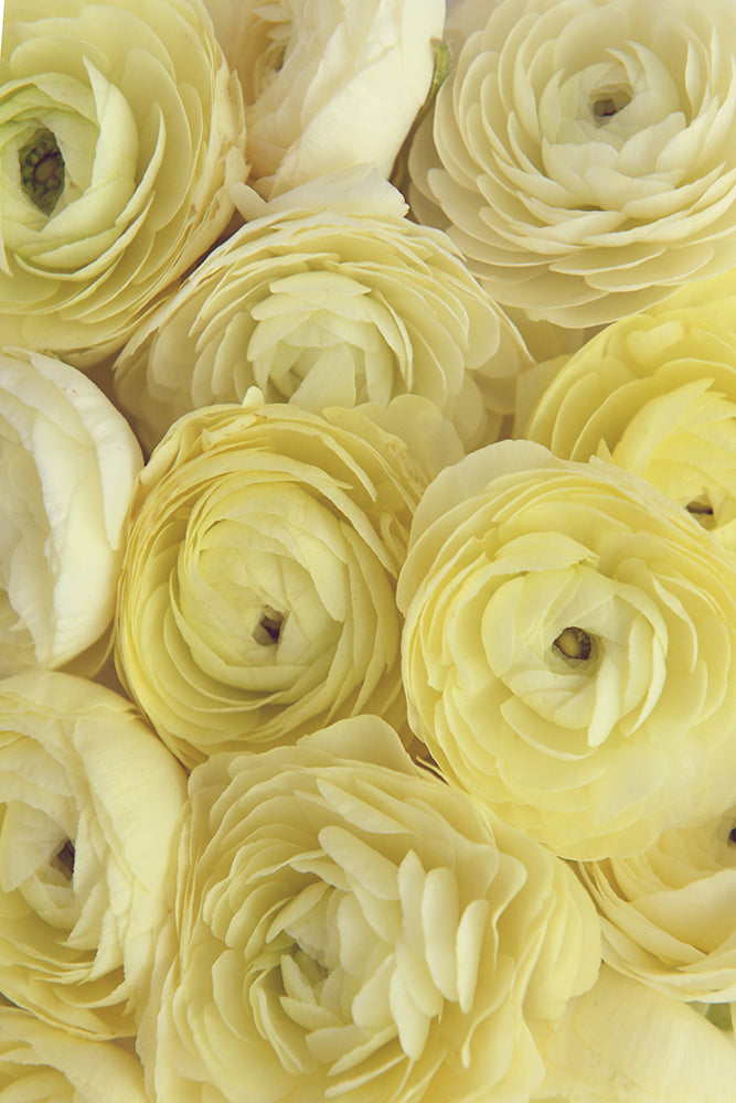 LEMON RANUNCULUS