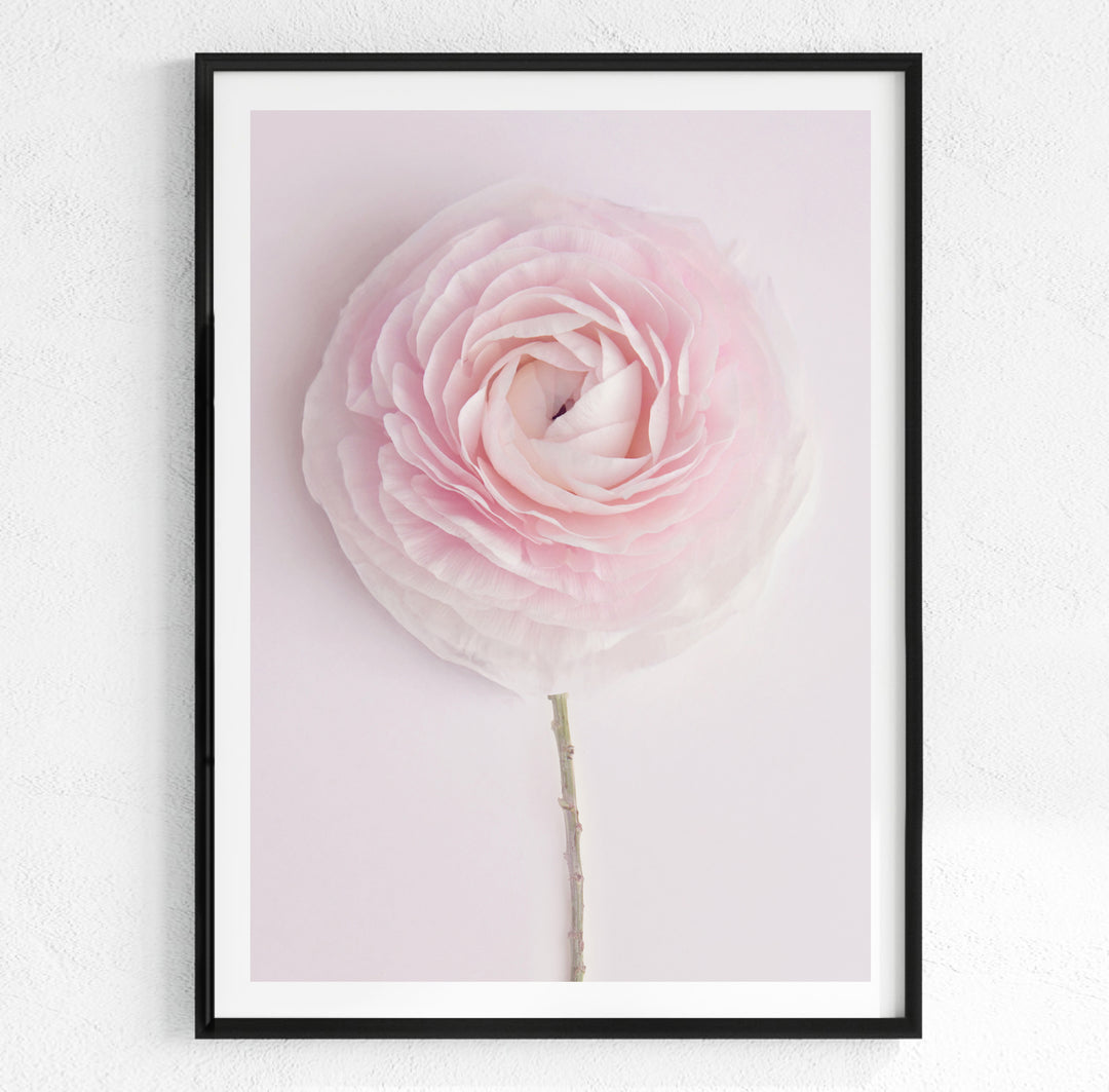 SOLO SOFT PINK RANUNCULUS