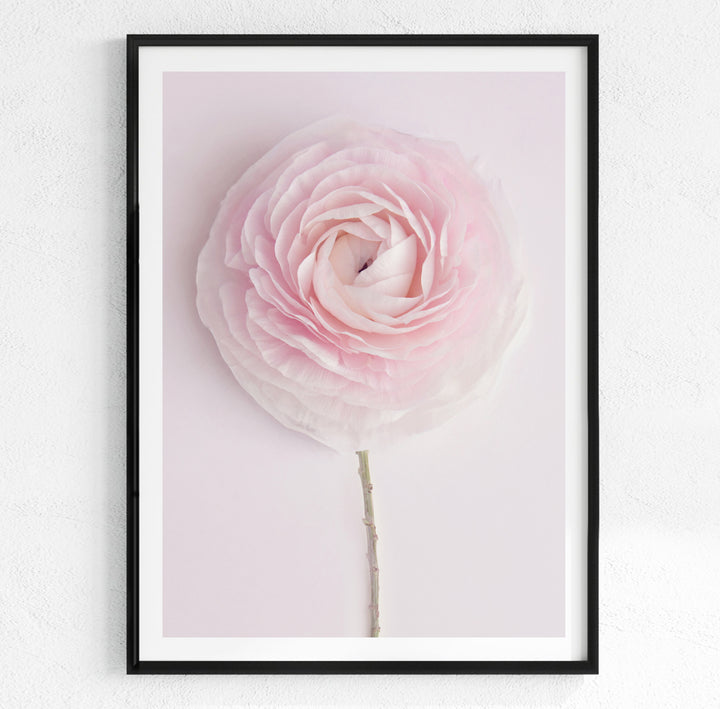 SOLO SOFT PINK RANUNCULUS