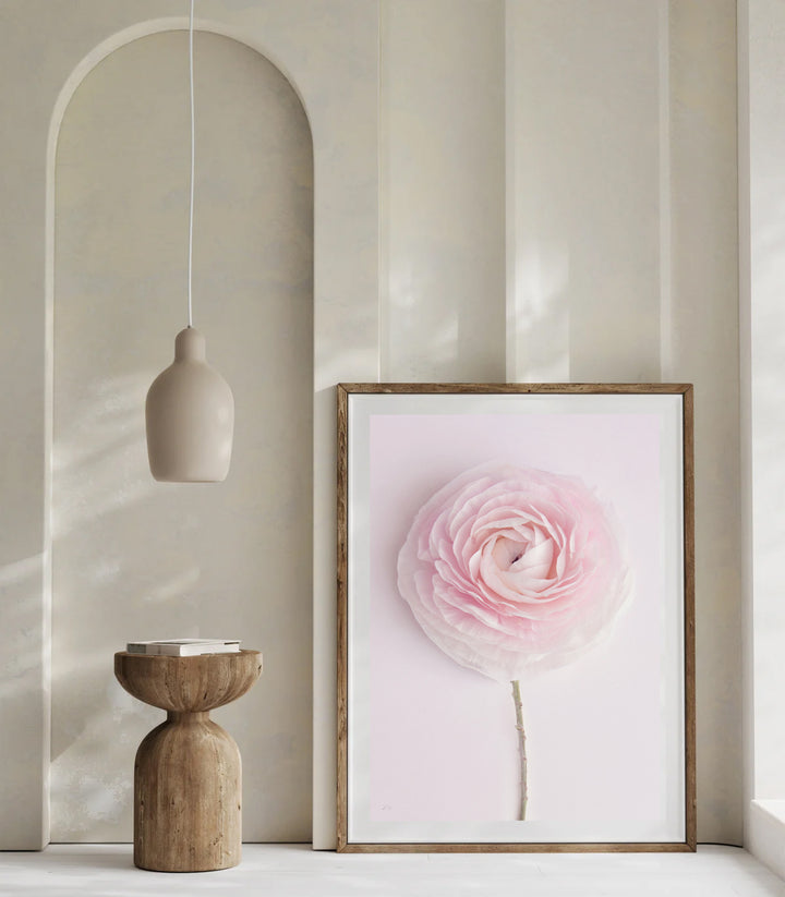 SOLO SOFT PINK RANUNCULUS