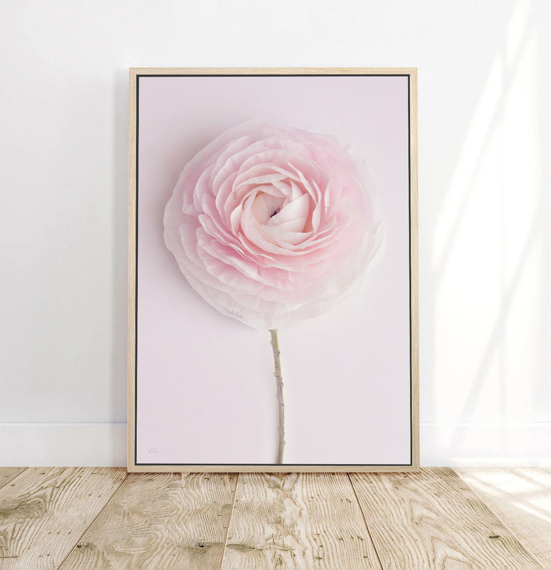 SOLO SOFT PINK RANUNCULUS