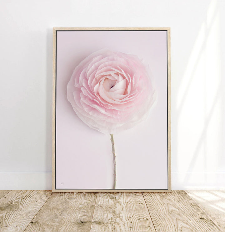 SOLO SOFT PINK RANUNCULUS