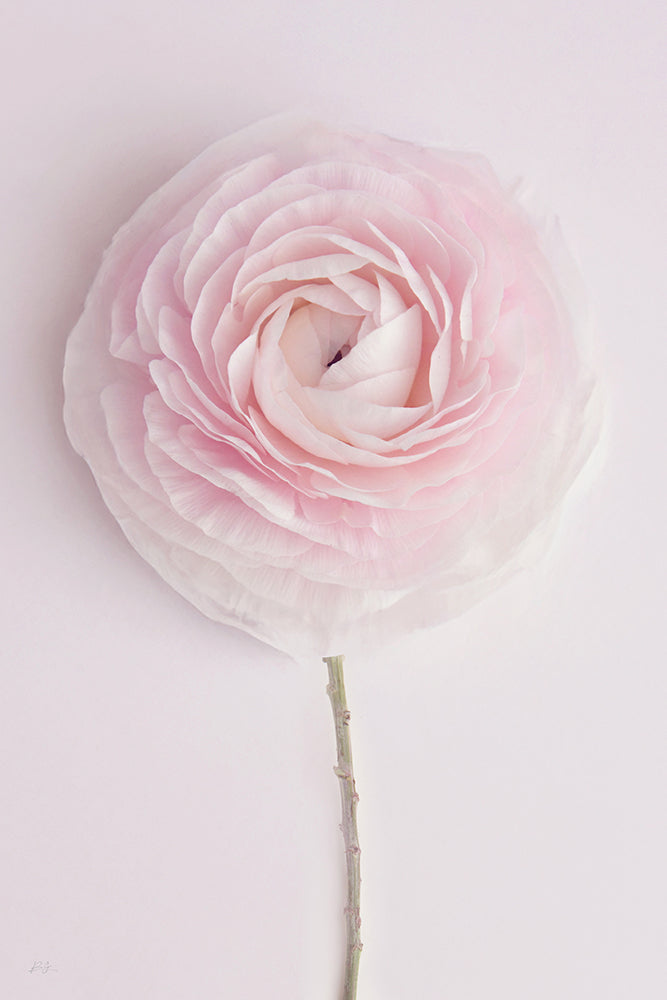 SOLO SOFT PINK RANUNCULUS