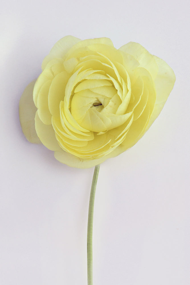 SOLO LEMON RANUNCULUS