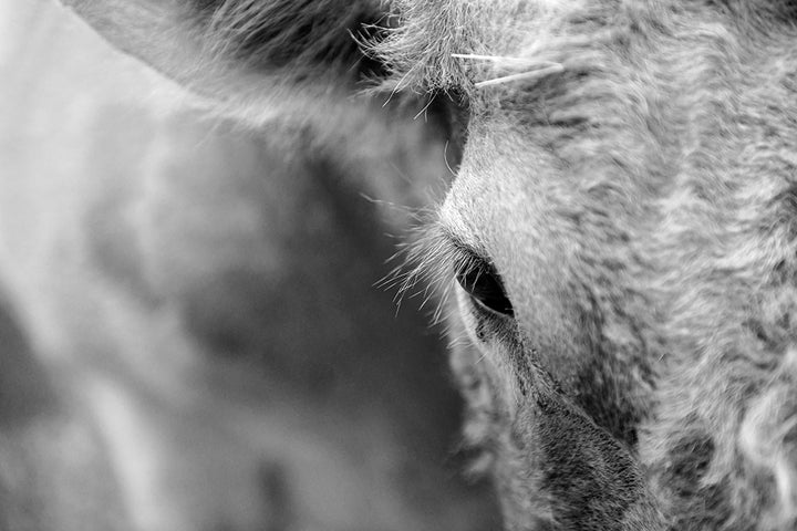 LOLA'S LASHES BLACK AND WHITE