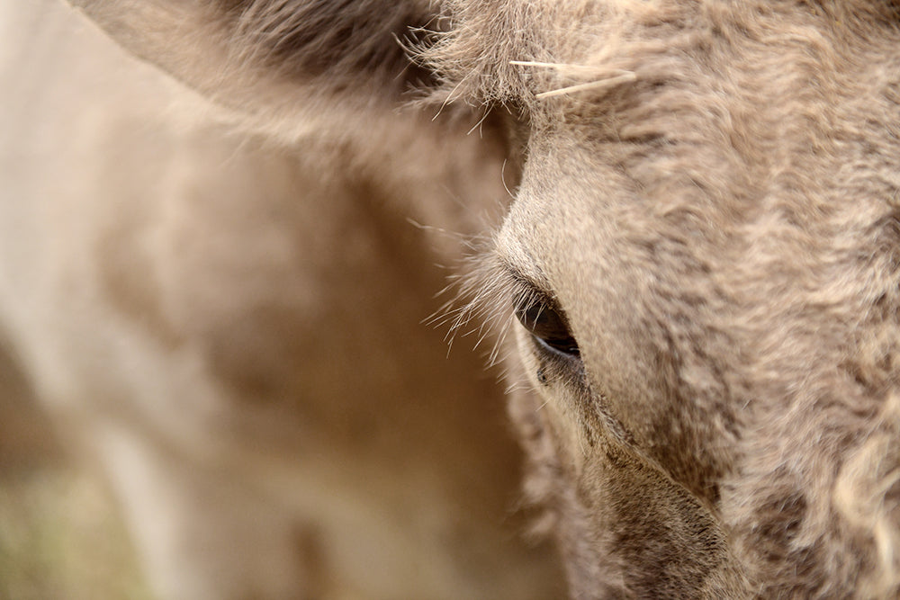 LOLA'S LASHES