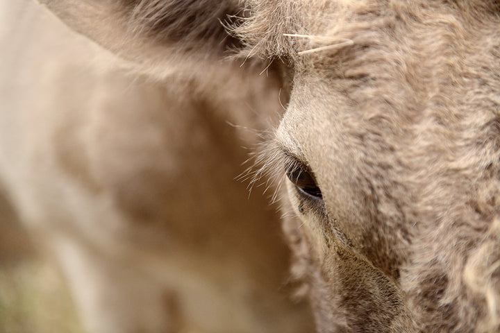 LOLA'S LASHES