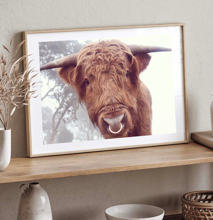 RINGO THE HIGHLAND COW