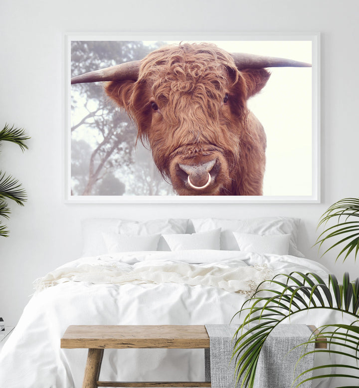 RINGO THE HIGHLAND COW