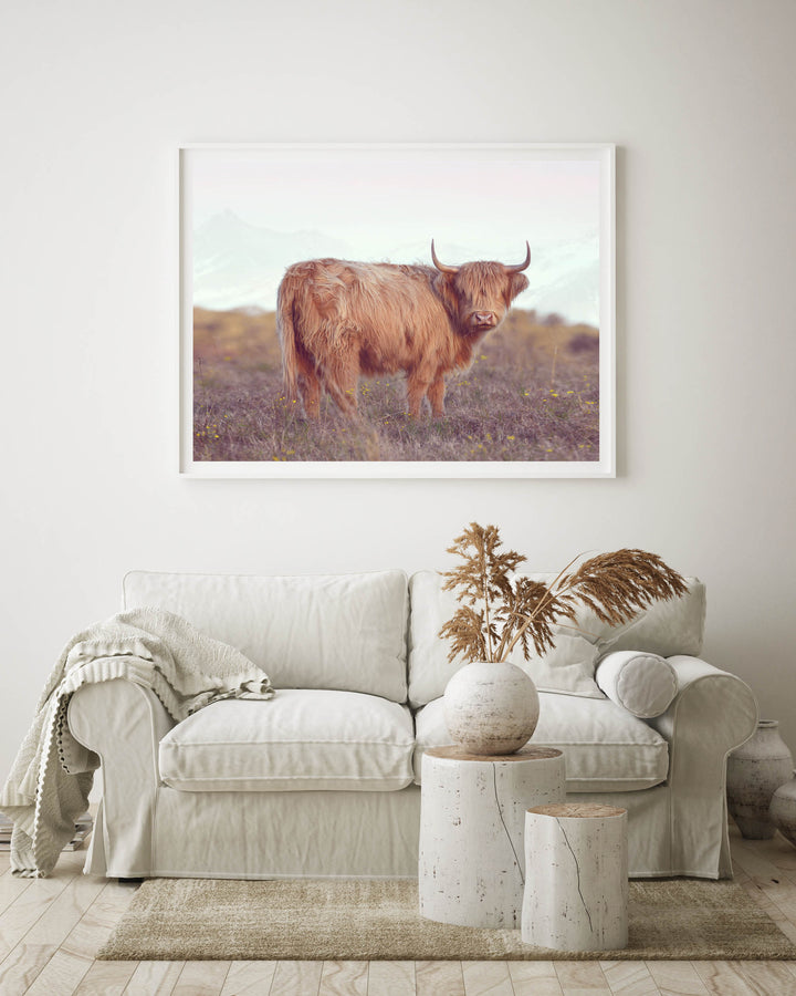 DIXIE THE HIGHLAND COW II