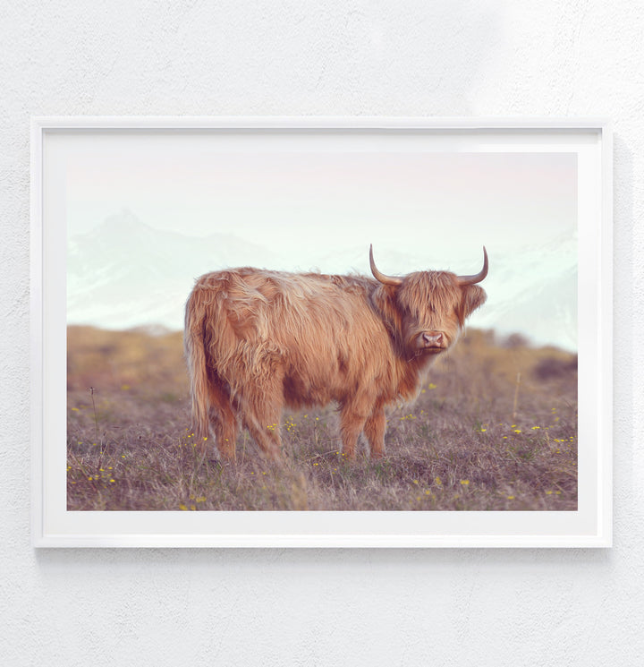 DIXIE THE HIGHLAND COW II