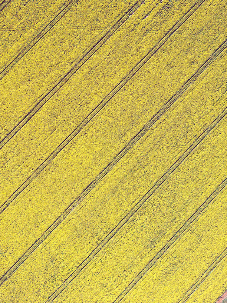 SET OF 2 - CANOLA NEAR & FAR