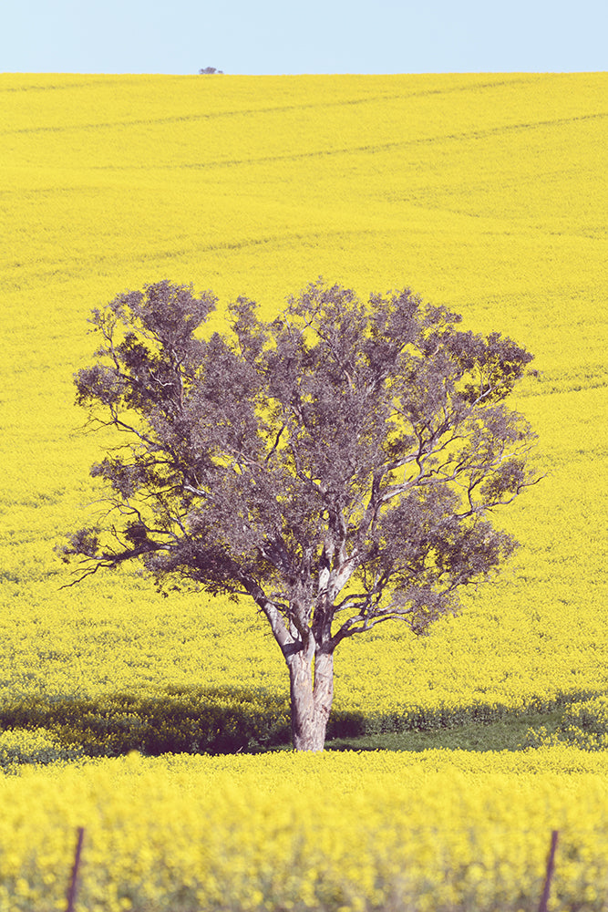 SET OF 2 – THE BACK ROAD