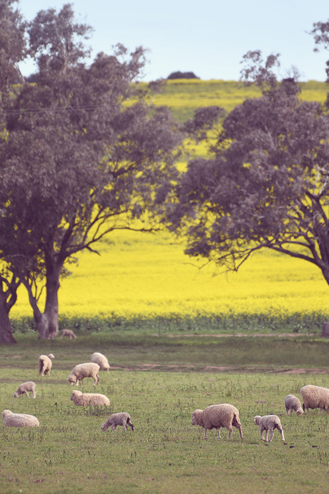 SET OF 2 - SHEEP ON CANOLA