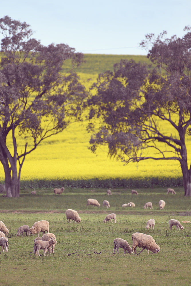 SET OF 2 - SHEEP ON CANOLA