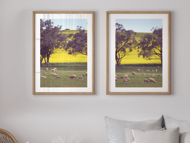SET OF 2 - SHEEP ON CANOLA