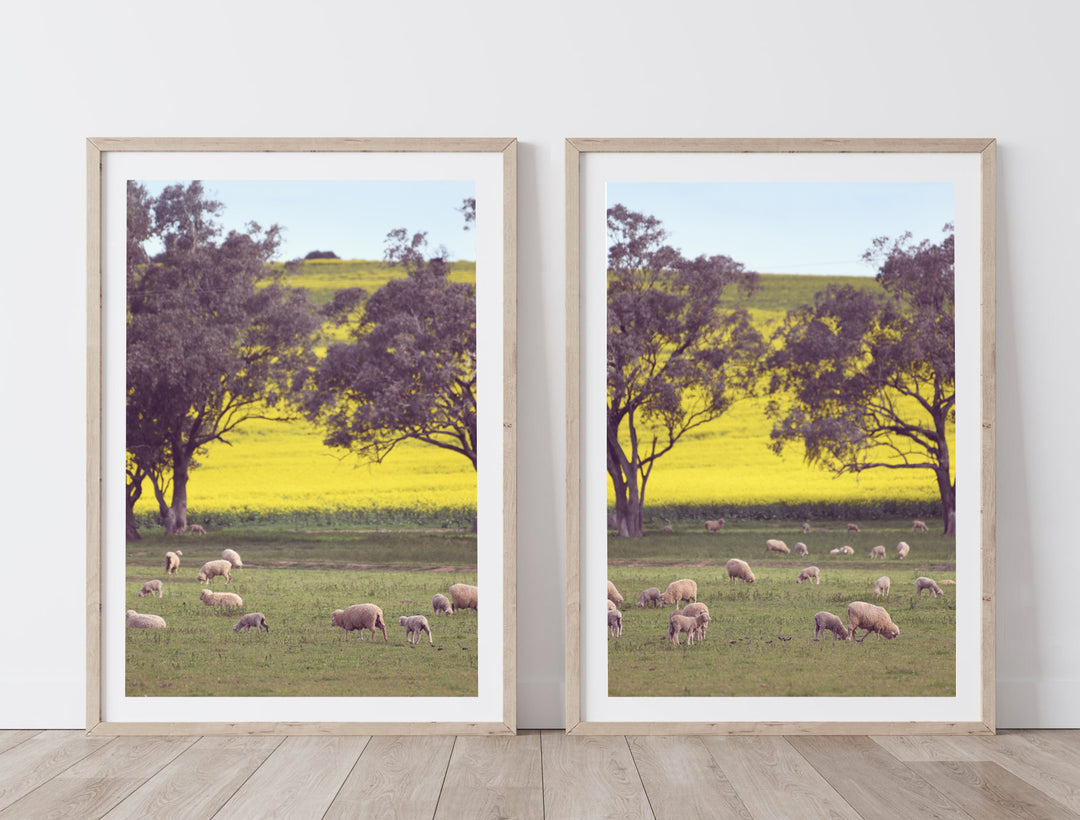 SET OF 2 - SHEEP ON CANOLA