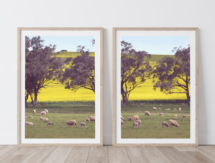 SET OF 2 - SHEEP ON CANOLA