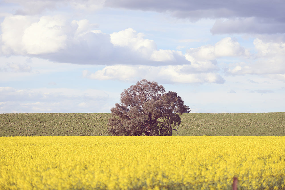 CANOLA ON SHOW