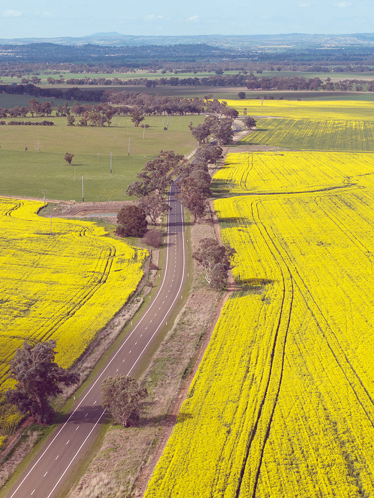CANOLA TRAIL