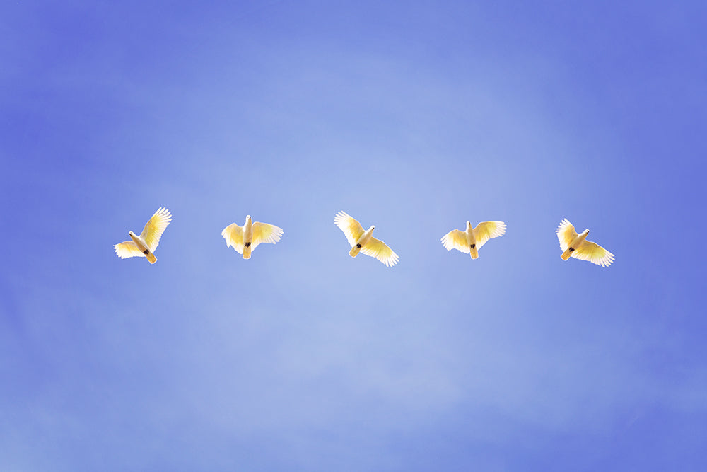 COCKATOO GANG