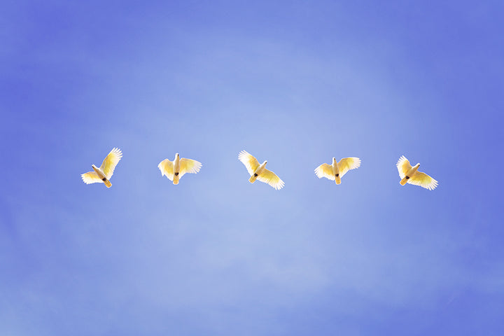 COCKATOO GANG