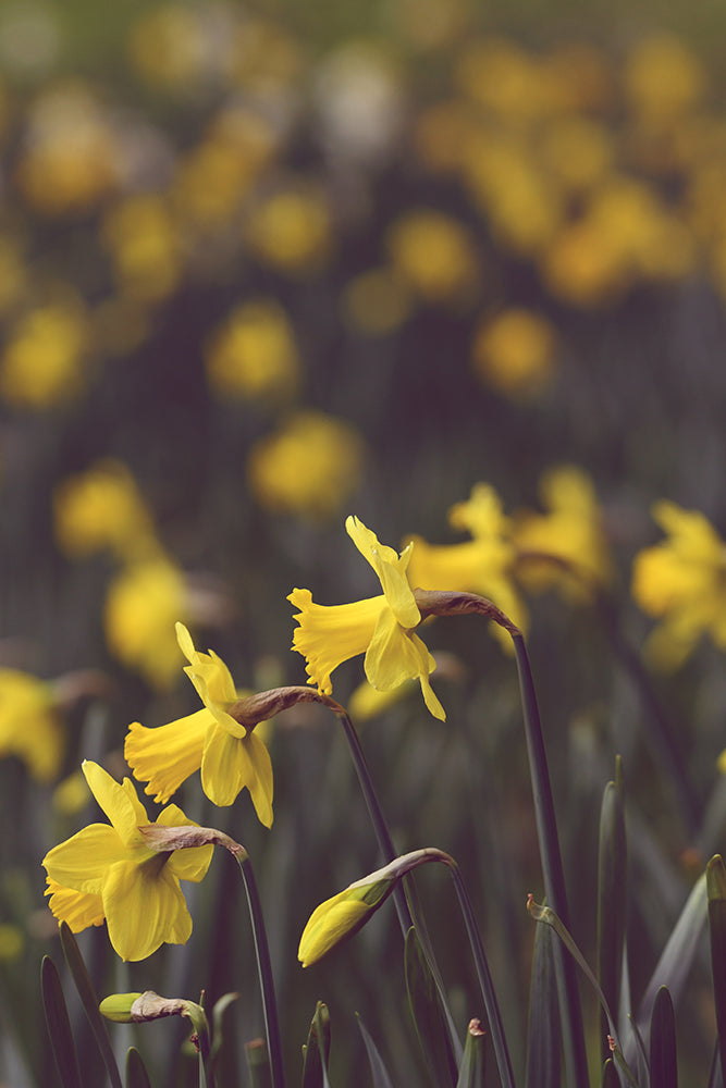 SET OF 2 – DAFFODIL PAIR