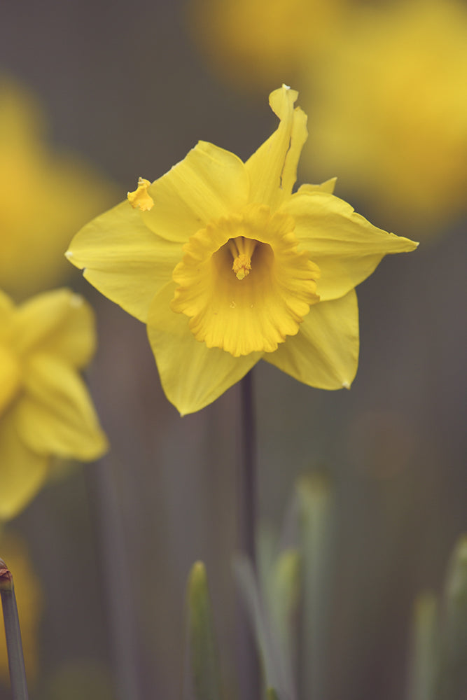 SET OF 2 – DAFFODIL PAIR