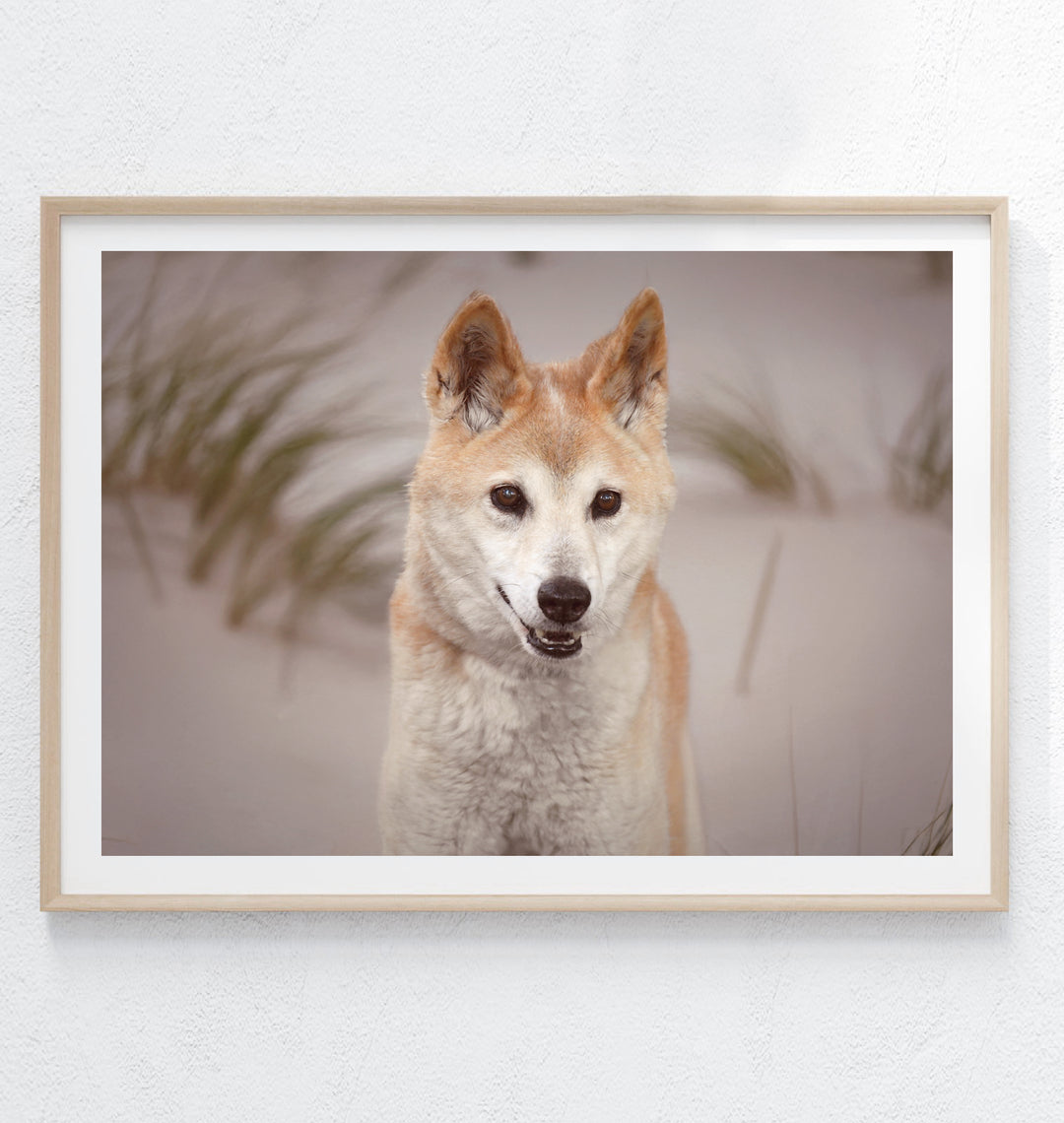 AUSTRALIAN BEACH DINGO