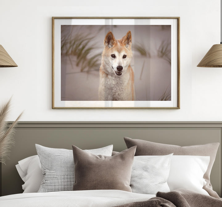 AUSTRALIAN BEACH DINGO