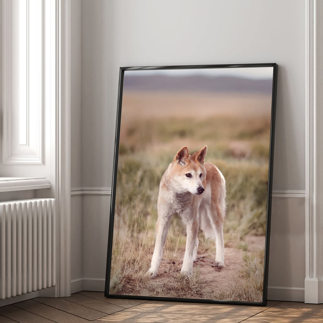 AUSTRALIAN BUSH DINGO