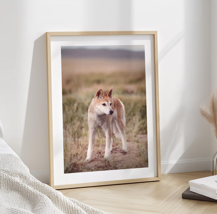 AUSTRALIAN BUSH DINGO