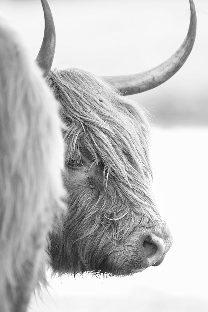 DIXIE THE HIGHLAND COW III BLACK AND WHITE
