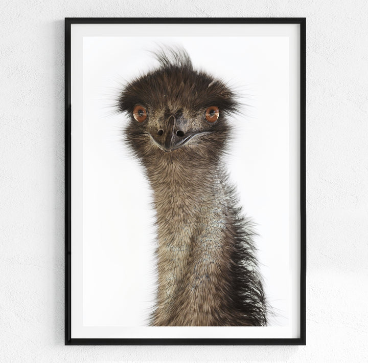 COLIN EMU