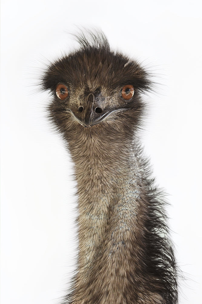 COLIN EMU