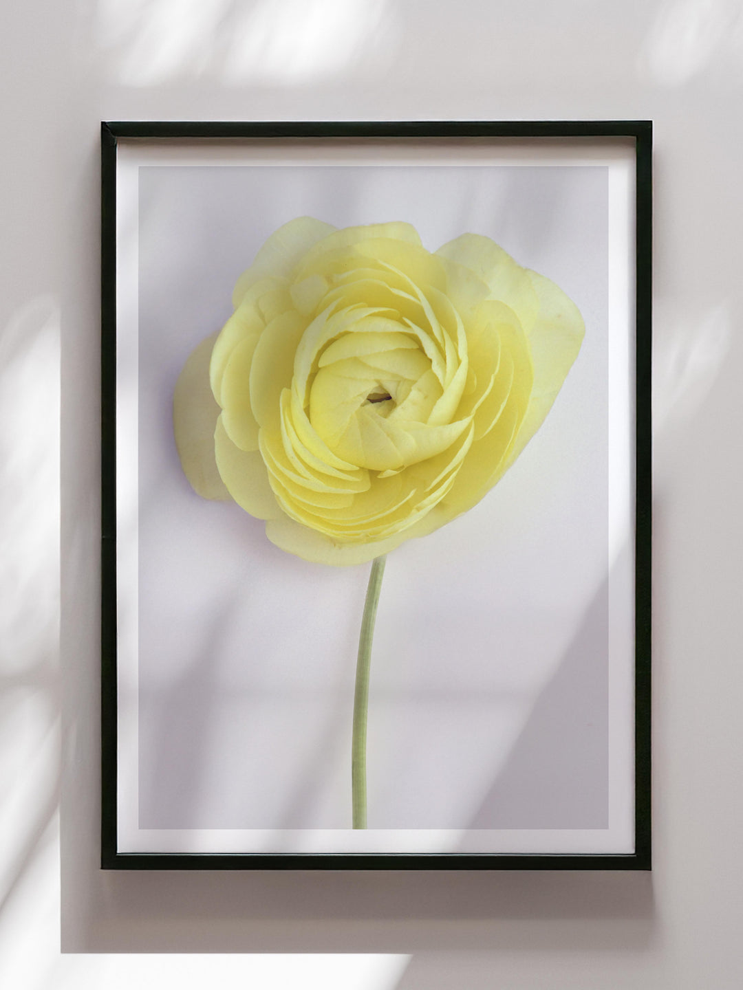SOLO LEMON RANUNCULUS