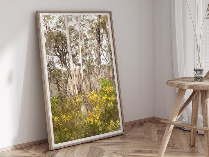 KANGAROO WATTLE