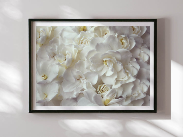 GARDENIA FLOW LANDSCAPE