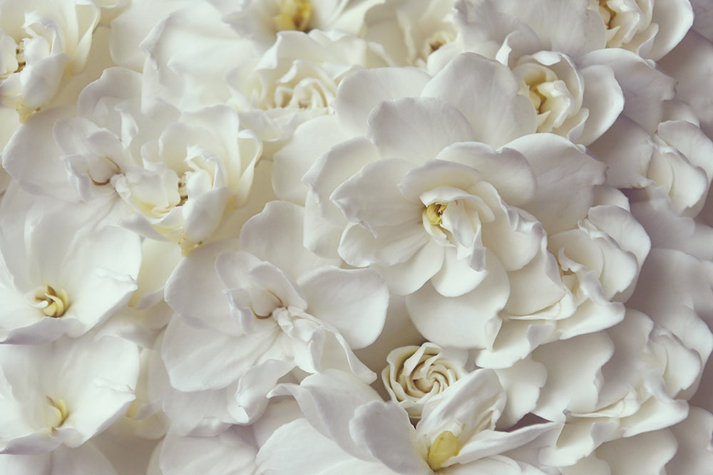 GARDENIA FLOW LANDSCAPE