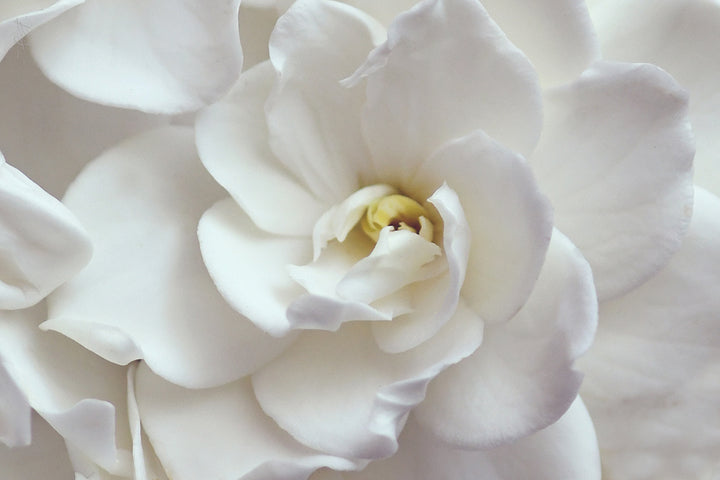 GARDENIA SMILE LANDSCAPE