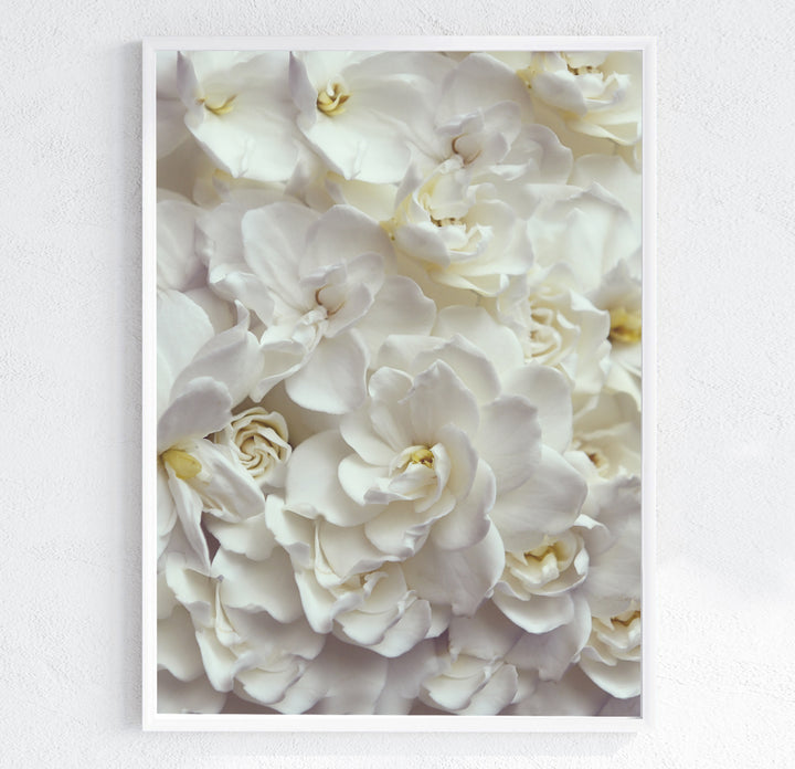 GARDENIA FLOW PORTRAIT