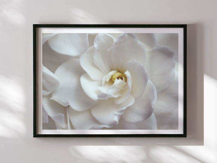 GARDENIA SMILE LANDSCAPE