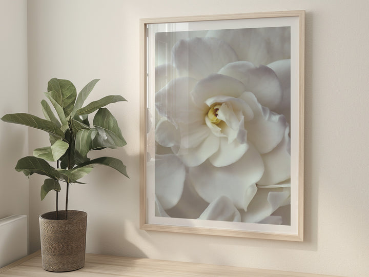 GARDENIA SMILE PORTRAIT