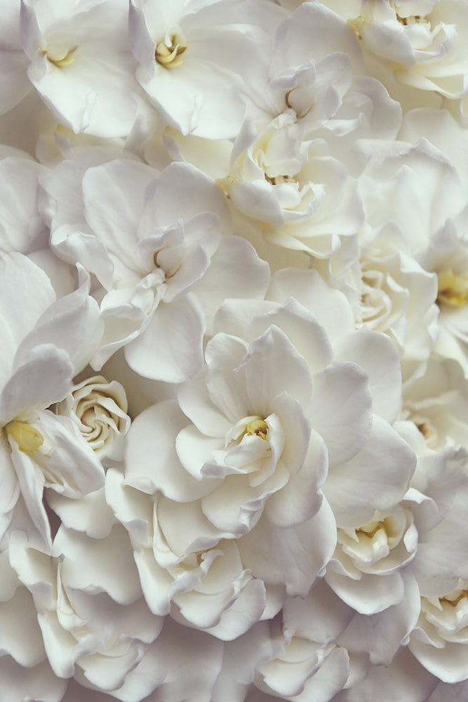 GARDENIA FLOW PORTRAIT