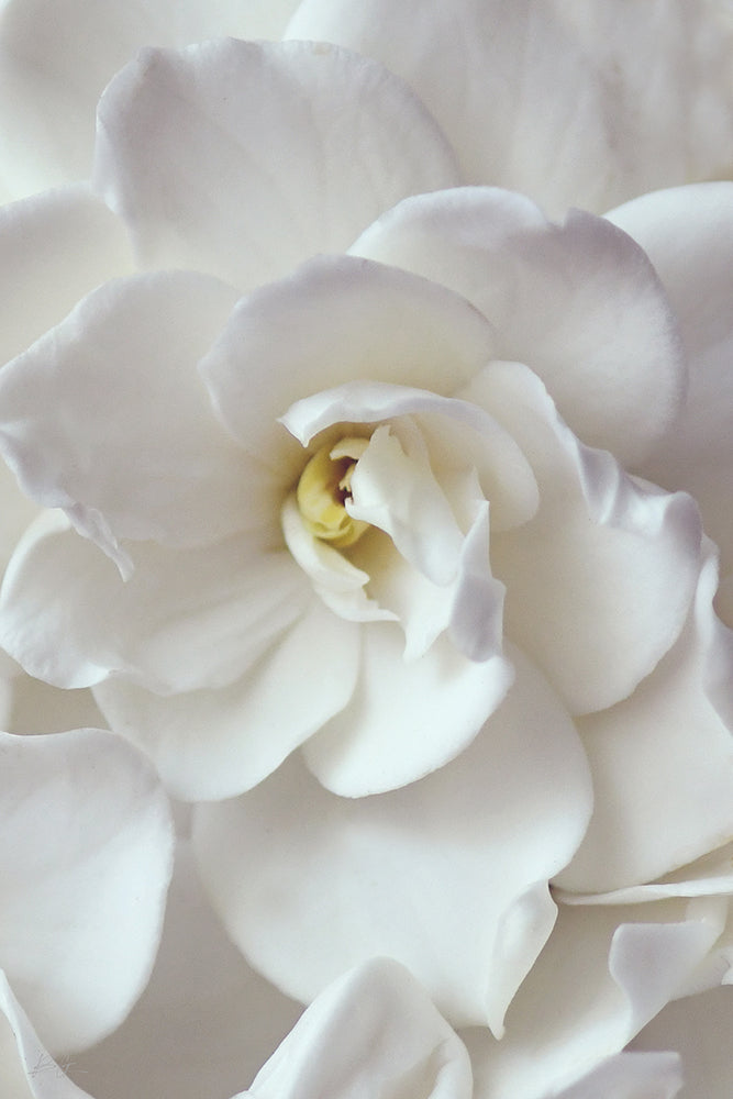 GARDENIA SMILE PORTRAIT