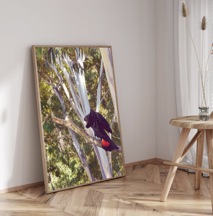 GLOSSY BLACK COCKATOO