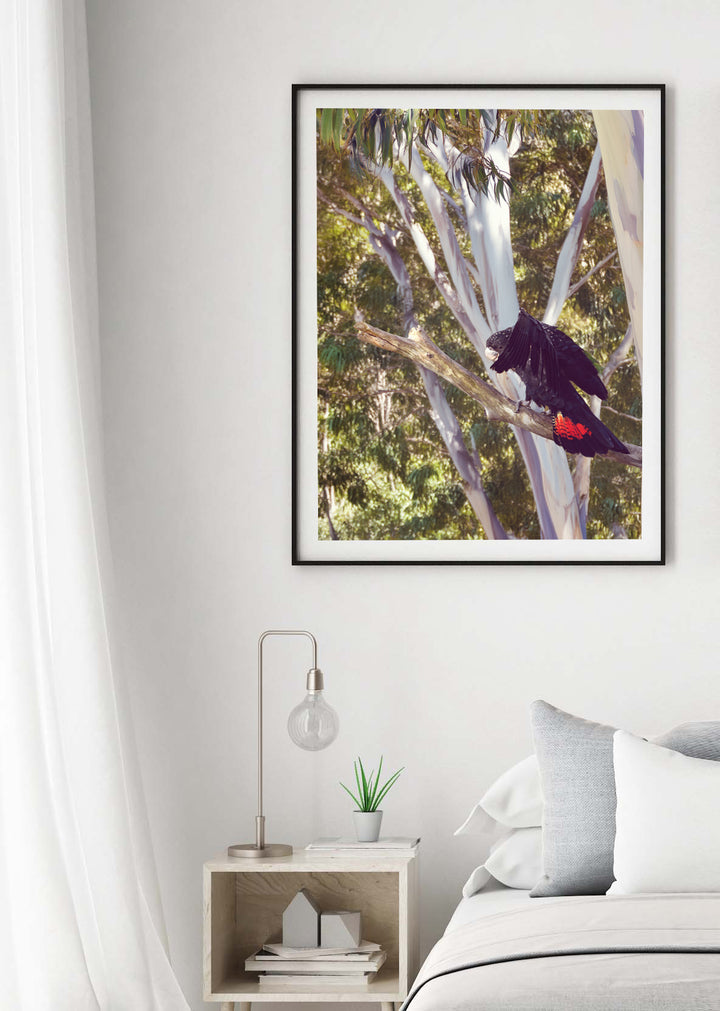 GLOSSY BLACK COCKATOO
